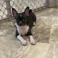 Flanagan, a male Chihuahua for sale in Seneca Falls, NY – Photo 1 of 5