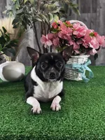 Flanagan, a male Chihuahua for sale in Seneca Falls, NY – Photo 4 of 9