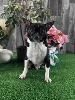 Flanagan, a male Chihuahua for sale in Seneca Falls, NY – Photo 3 of 9