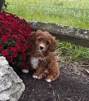 Una, a female Cavapoo for sale in Seneca Falls, NY – 1 of 4