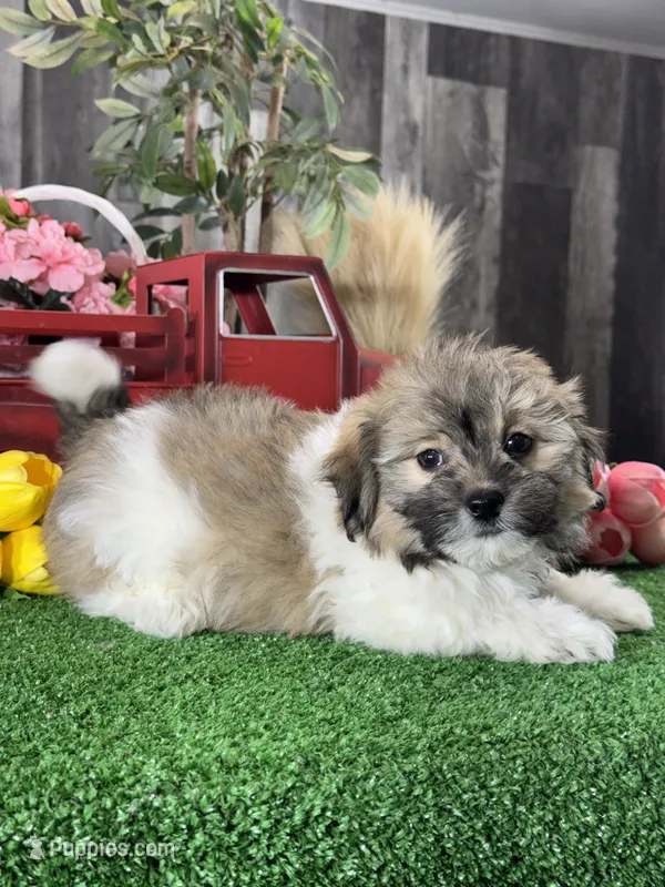 Hiro – Havanese puppy for sale in Seneca Falls, NY