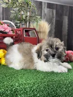Hiro, a male Havanese for sale in Seneca Falls, NY – 1 of 5