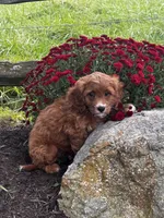 Una, a female Cavapoo for sale in Seneca Falls, NY – 3 of 4