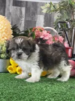 Sydney , a male Shih Tzu for sale in Seneca Falls, NY – 3 of 5