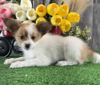 Rusty , a male Papillon for sale in Seneca Falls, NY – 3 of 7