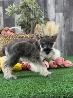 Mimi, a female Miniature Schnauzer for sale in Seneca Falls, NY – 3 of 5