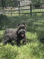 Kiki, a female Miniature Schnauzer for sale in Seneca Falls, NY – 6 of 9