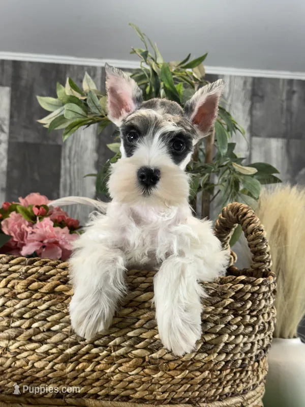 Melody  – Miniature Schnauzer puppy for sale in Seneca Falls, NY