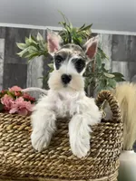 Melody , a female Miniature Schnauzer for sale in Seneca Falls, NY – 1 of 5