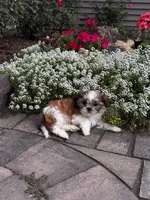 Tessa, a female Shih Tzu for sale in Seneca Falls, NY – 6 of 6