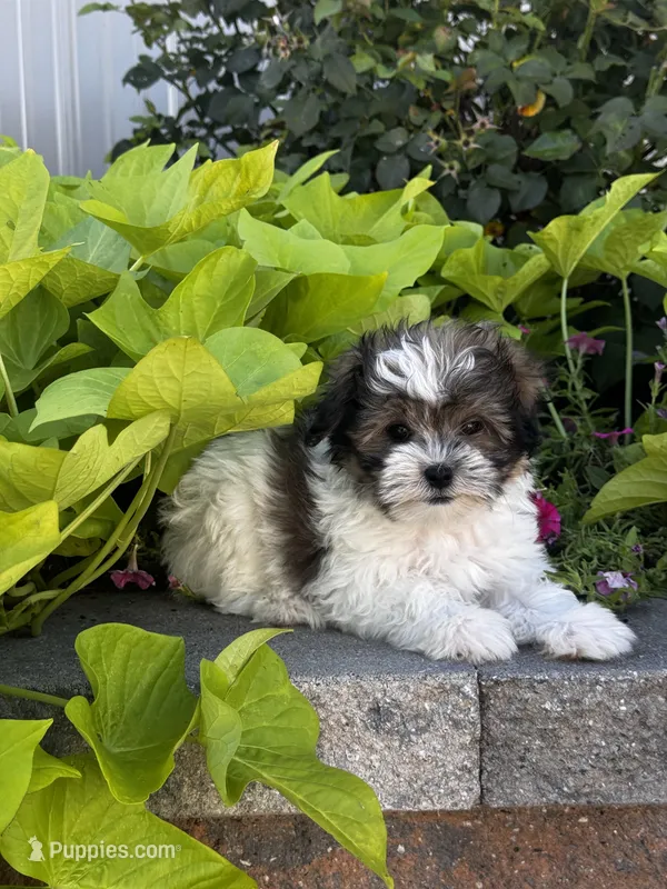 Smoky – Havanese, Shih Tzu puppy for sale in Seneca Falls, NY