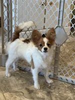 Champion line Rusty , a male Papillon for sale in Seneca Falls, NY – 6 of 10