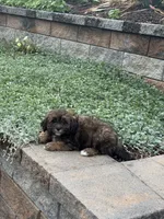 Xander, a male Shihpoo for sale in Seneca Falls, NY – 5 of 6