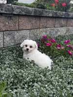 June , a female Shih Tzu and Poodle - Toy  for sale in Seneca Falls, NY – 3 of 7
