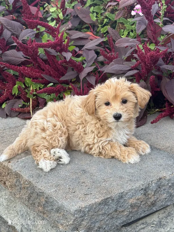 Muffin – Maltipoo puppy for sale in Seneca Falls, NY