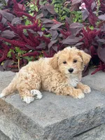 Muffin, a female Maltipoo for sale in Seneca Falls, NY – 1 of 7
