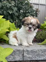 Sunny , a female Shih Tzu for sale in Seneca Falls, NY – 2 of 5