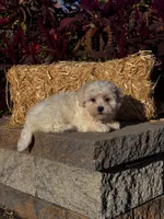 Cinnamon , a female Coton de Tulear for sale in Seneca Falls, NY – 4 of 6