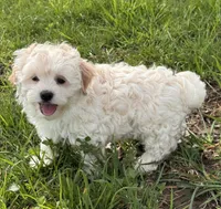 Harlow, a male Havanese for sale in Seneca Falls, NY – 3 of 5