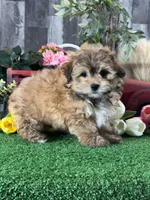 Hero, a male Havanese for sale in Seneca Falls, NY – 4 of 7