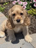 Chief, a male Cocker Spaniel for sale in Seneca Falls, NY – 2 of 8