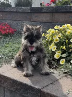 Katie, a female Miniature Schnauzer for sale in Seneca Falls, NY – 4 of 5