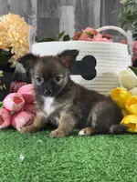 Franklin , a male Chihuahua for sale in Seneca Falls, NY – 4 of 5