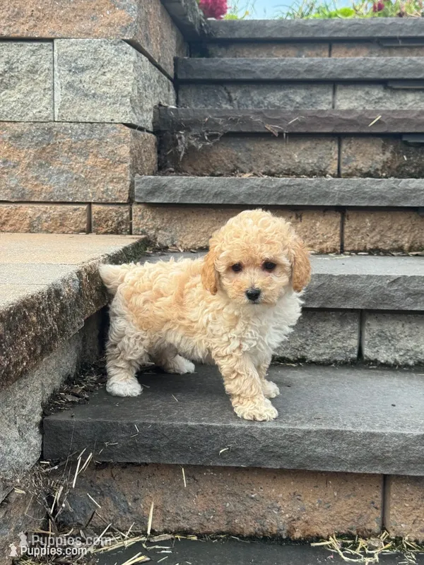 Piper, a male Poodle - Toy  for sale in Seneca Falls, NY – 1 of 5