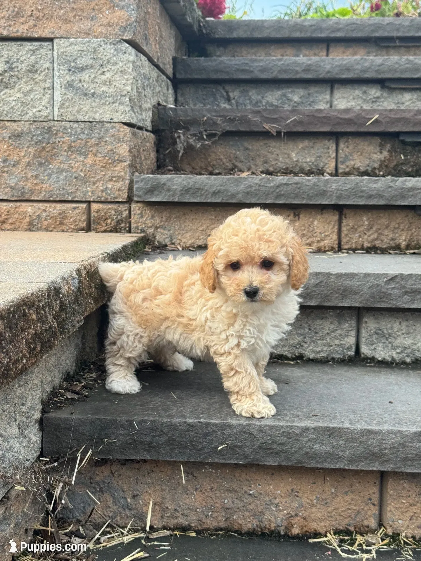 Piper, a male Poodle - Toy  for sale in Seneca Falls, NY – 1 of 5