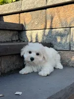 Bella, a female Bichon Frise for sale in Seneca Falls, NY – 3 of 4