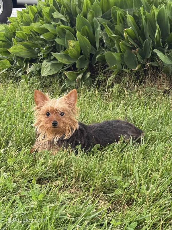 Yoda – Yorkshire Terrier puppy for sale in Seneca Falls, NY