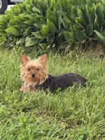 Yoda, a female Yorkshire Terrier for sale in Seneca Falls, NY – 1 of 5