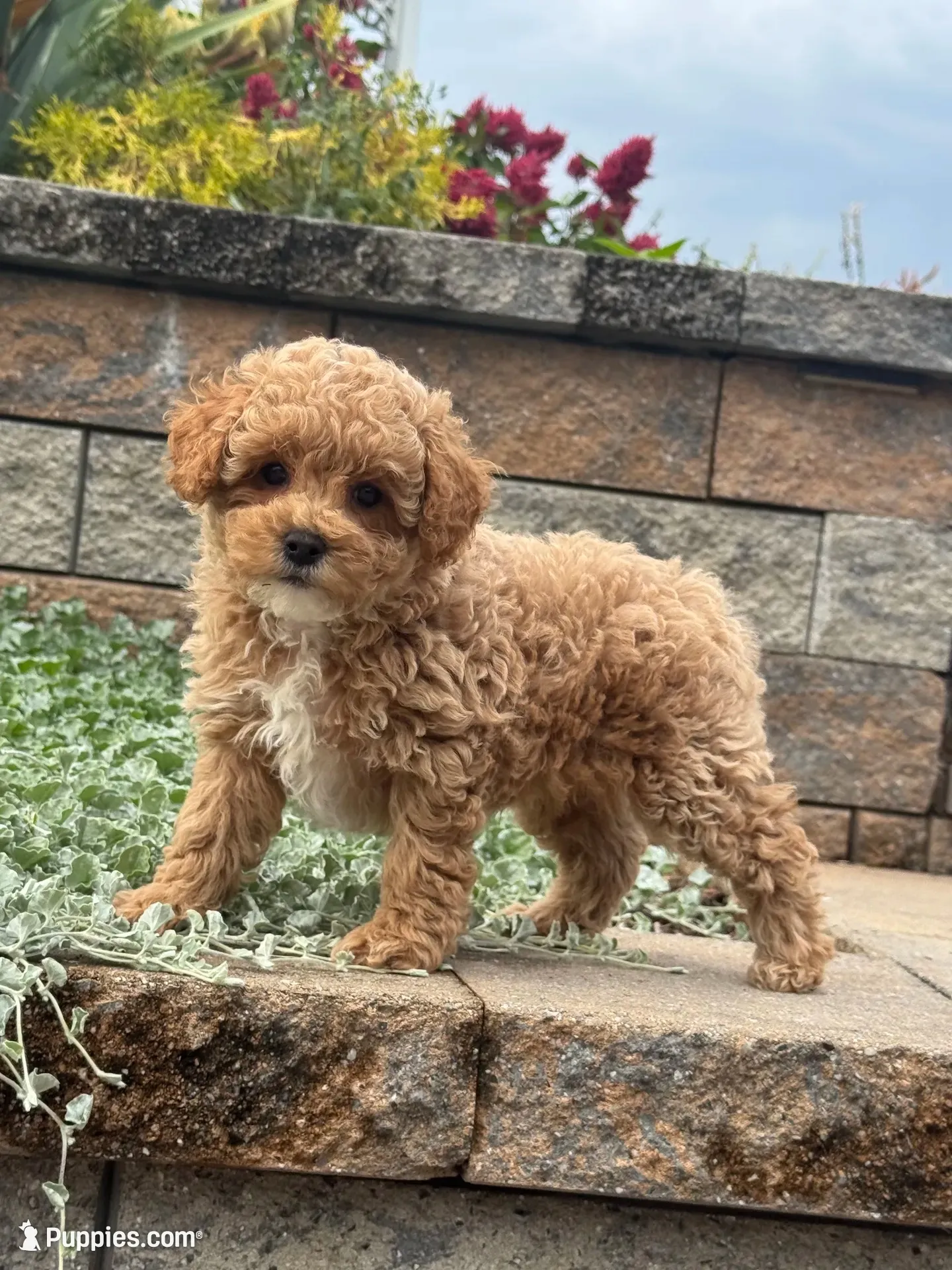 Pablo, a male Poodle - Toy  for sale in Seneca Falls, NY – 1 of 5