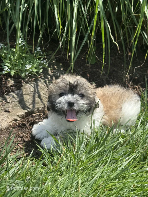June – Bichon Frise, Shih Tzu puppy for sale in Seneca Falls, NY