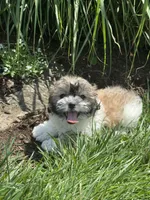 June, a female Bichon Frise and Shih Tzu for sale in Seneca Falls, NY – 1 of 5