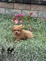 Preston, a male Poodle - Toy  for sale in Seneca Falls, NY – 4 of 7