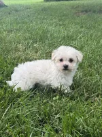 Bear, a male Bichpoo for sale in Seneca Falls, NY – 4 of 5
