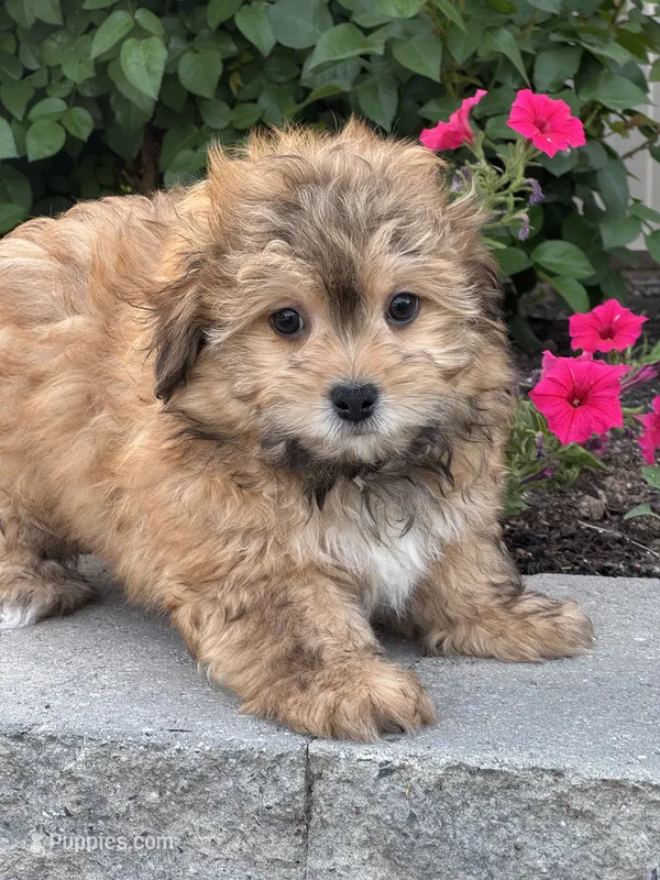 Hero – Havanese puppy for sale in Seneca Falls, NY