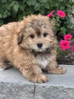 Hero, a male Havanese for sale in Seneca Falls, NY – 1 of 7