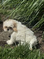 Skittles, a male Shih Tzu for sale in Seneca Falls, NY – 4 of 5