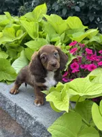 Diago, a male Miniature Dachshund for sale in Seneca Falls, NY – 2 of 5