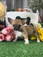 Fern , a female Chihuahua for sale in Seneca Falls, NY – 1 of 5