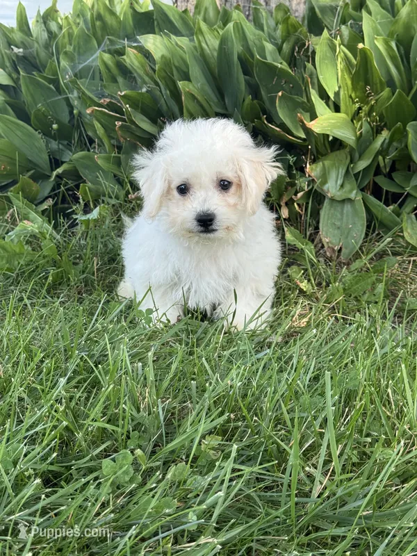Bear – Bichpoo puppy for sale in Seneca Falls, NY