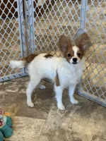 Champion line Rusty , a male Papillon for sale in Seneca Falls, NY – 3 of 10