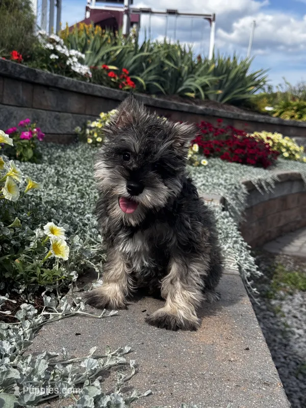 Katie – Miniature Schnauzer puppy for sale in Seneca Falls, NY