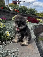 Katie, a female Miniature Schnauzer for sale in Seneca Falls, NY – 1 of 5