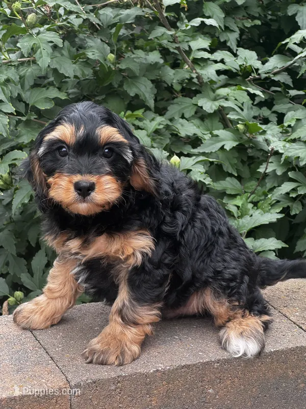 Urie – Cavapoo puppy for sale in Seneca Falls, NY
