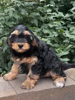 Urie, a male Cavapoo for sale in Seneca Falls, NY – 1 of 4