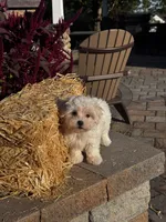 Cinnamon , a female Coton de Tulear for sale in Seneca Falls, NY – 2 of 6