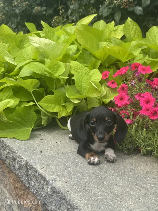 Dodge  – Miniature Dachshund puppy for sale in Seneca Falls, NY